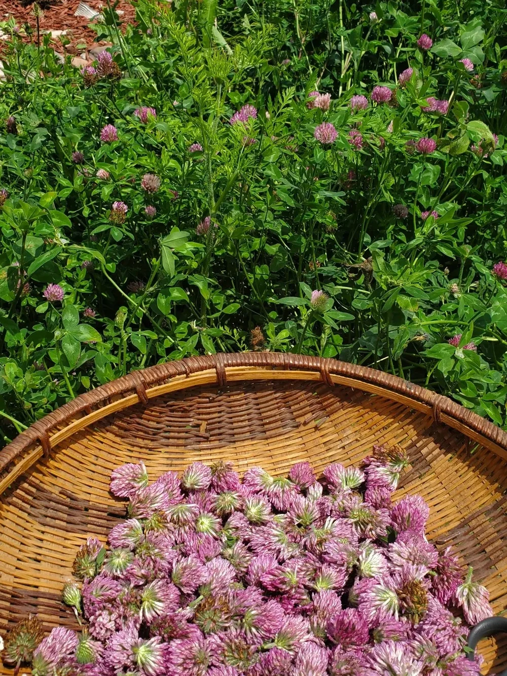 Red Clover Dried Herb